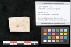 Foto (Objekt + Etikett) von Glyptostrobus europaeus Brongniarti (NHMW-GEO-2024-0188-8076)